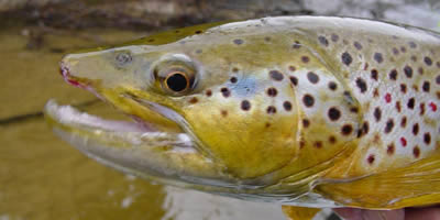 Brown Trout Fly Fishing
