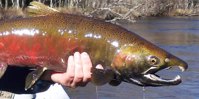 Coho Salmon Fly Fishing