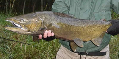 King Salmon Fly Fishing