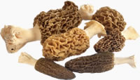 Morel Mushroom Guided Hunts