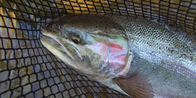 Steelhead Fly Fishing